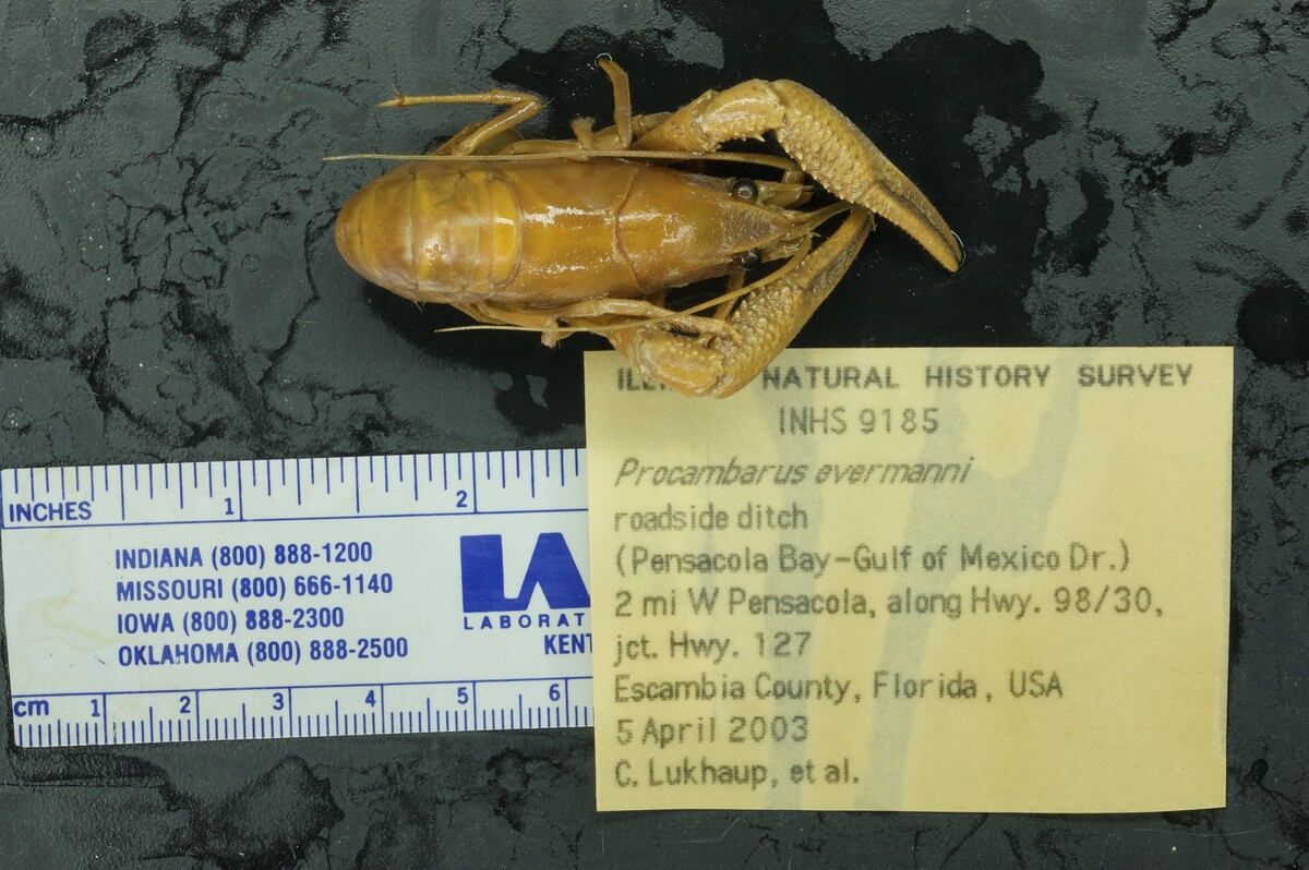 Procambarus evermanni image